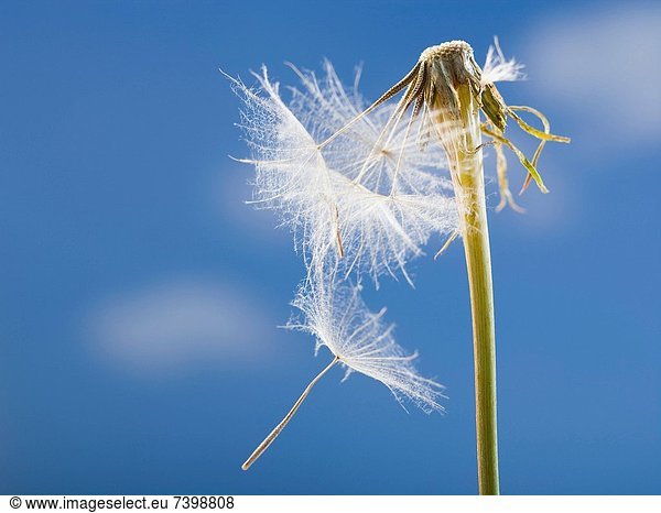 Dandelion seed and stem with blue sky