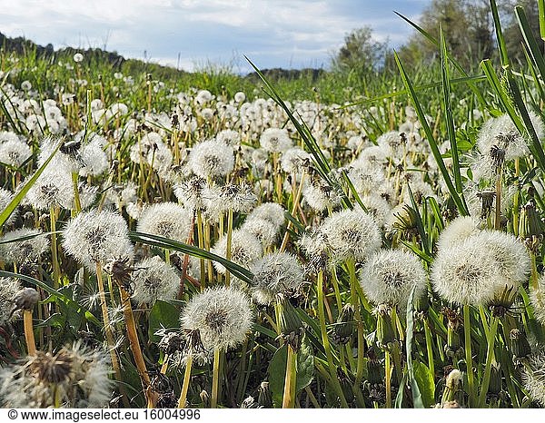Dandelion seeds (Taraxacum officinale). Santa Eul?lia village countryside. Llu?an?s region  Barcelona province  Catalonia  Spain.