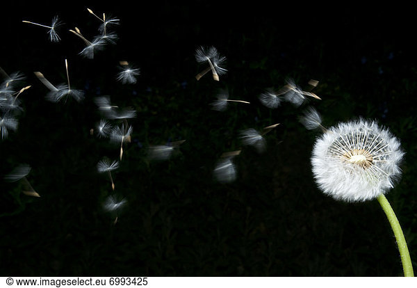 Dandelion with Seeds Blowing Away