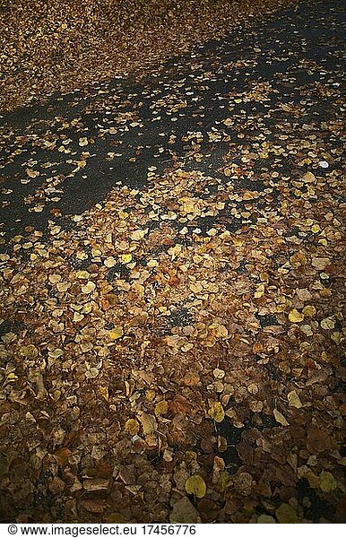 Danger of slipping  autumn leaves on wet road  Baden-Württemberg  Germany  Europe