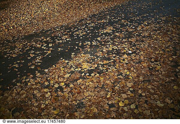 Danger of slipping  autumn leaves on wet road  Baden-Württemberg  Germany  Europe