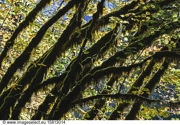 Dapple sunlight shining through vine maple trees and autumn foliage  along the North Fork Snoqualmie River  Washington