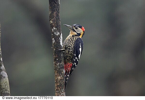 Darjeeling-Specht (Dendrocopos darjellensis)  erwachsenes Männchen  Wawu Shan  Sichuan  China  Asien