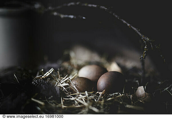 dark brown egg still life with straw and small branch