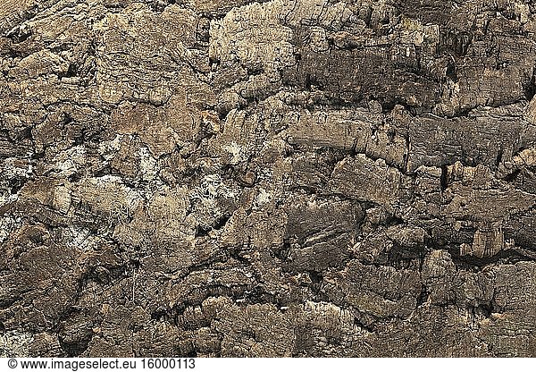 Dark brown Tree bark background texture natural concept closeup beauty in nature.