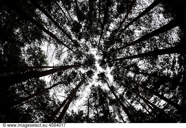 Dark forest in Poland