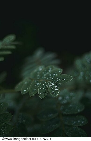 dark & moody green plant with rain water beads on leaves
