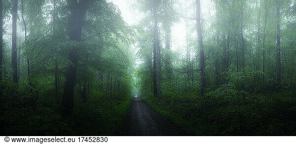 Dark mystical atmosphere in the forest in the morning