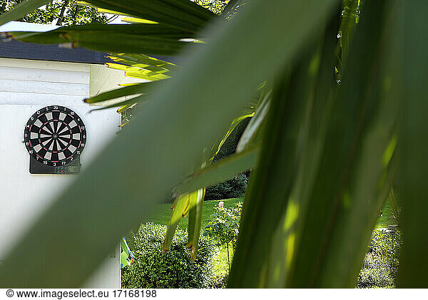 Dartboard hanging in backyard with palm leaves in foreground