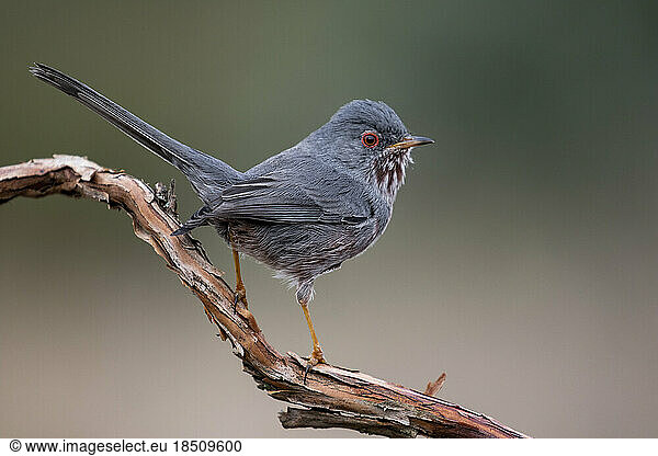 Dartford warbler  (Sylvia undata)  perched on a branch of a tree. Spain