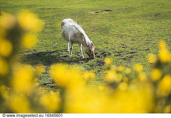 Dartmoor Pony  Devon  England  United Kingdom
