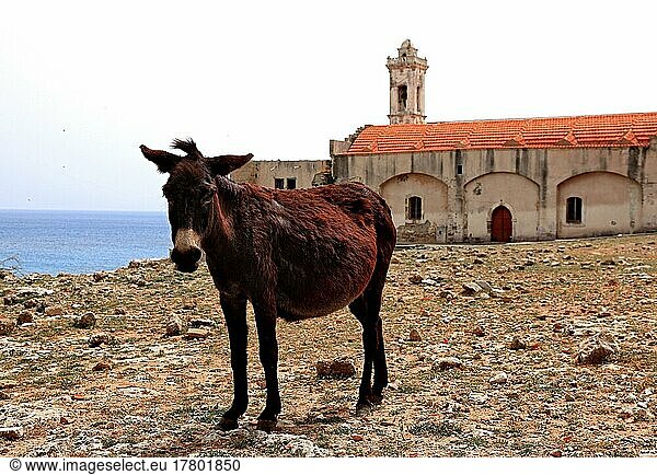 Das Andreaskloster auf der Karpaz-Halbinsel  Halbinsel Karpaz  Wallfahrtsziel  Esel  Nordzypern