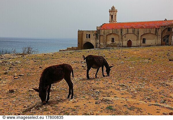 Das Andreaskloster auf der Karpaz-Halbinsel  Halbinsel Karpaz  Wallfahrtsziel  Nordzypern