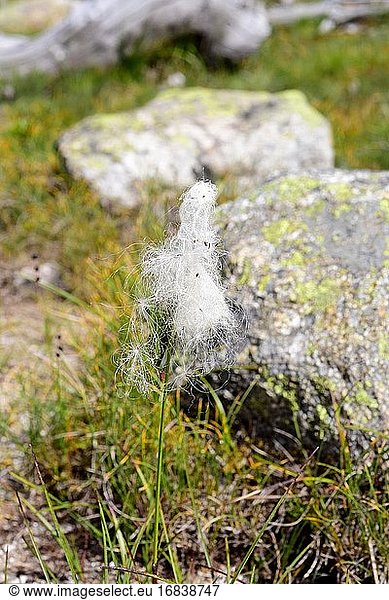 Das Gemeine Wollgras (Eriophorum angustifolium) ist eine mehrjährige Pflanze  die in Europa  Nordamerika und Nordasien heimisch ist. Dieses Foto wurde im Nationalpark Aiguestortes-Sant Maurici  Lleida  Katalonien  Spanien  aufgenommen.