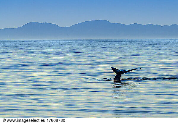 Das größte Tier der Welt  ein Blauwal  hebt seine Fluke aus dem Wasser.