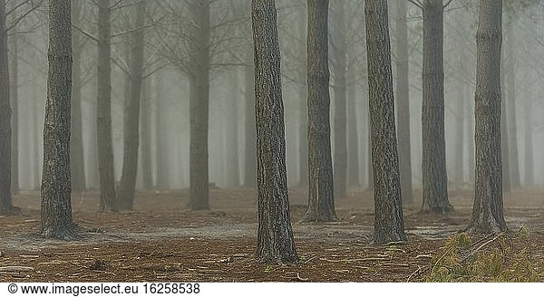 Das Grunge-Bild eines Nebels in einem Kiefernwald/Plantage gibt dem frühen Morgen ein unheimliches  gespenstisches Gefühl. Bevor die Sonne aufgeht und den Nebel lichtet.
