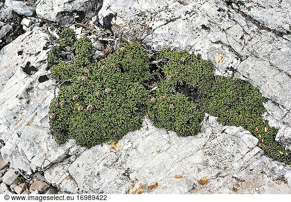 Das Herzblättrige Gänseblümchen (Globularia cordifolia repens) ist ein kriechender Unterstrauch  der in den Bergen Mittel- und Südeuropas und der Türkei heimisch ist. Dieses Foto wurde auf dem Berg Caro  Provinz Tarragona  Katalonien  Spanien  aufgenommen.