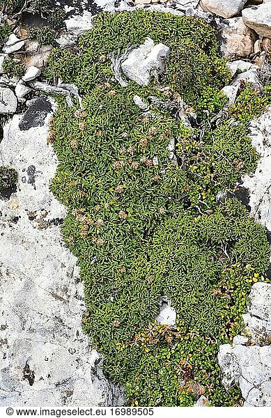 Das Herzblättrige Gänseblümchen (Globularia cordifolia repens) ist ein kriechender Unterstrauch  der in den Bergen Mittel- und Südeuropas und der Türkei heimisch ist. Dieses Foto wurde auf dem Berg Caro  Provinz Tarragona  Katalonien  Spanien  aufgenommen.