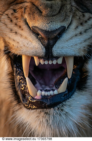 Das Maul eines knurrenden Löwen  Panthera leo