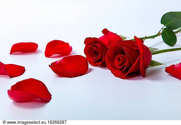Das Merkmal der roten Rose