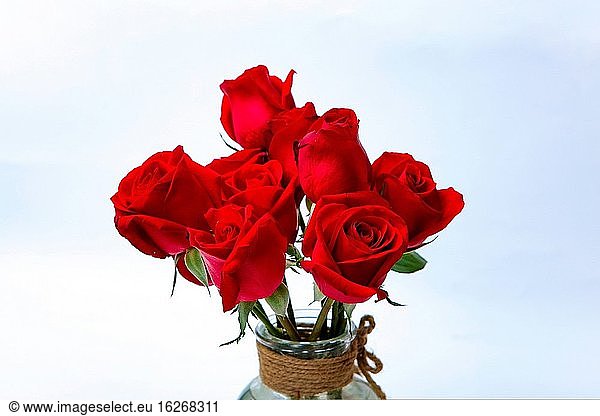 Das Merkmal der roten Rose