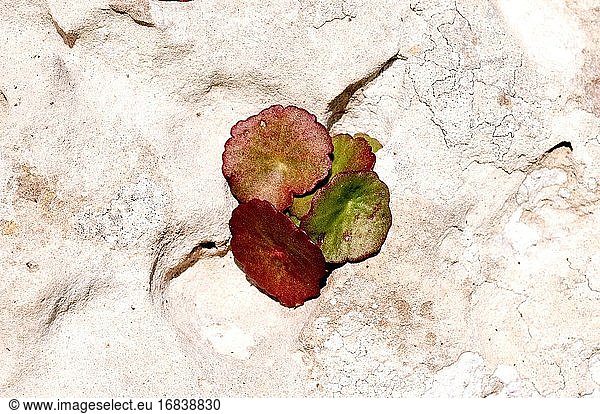 Das Nabelkraut (Umbilicus rupestris) ist eine mehrjährige sukkulente Pflanze  die in Westeuropa heimisch ist. Dieses Foto wurde auf der Insel Mallorca  Balearen  Spanien  aufgenommen.