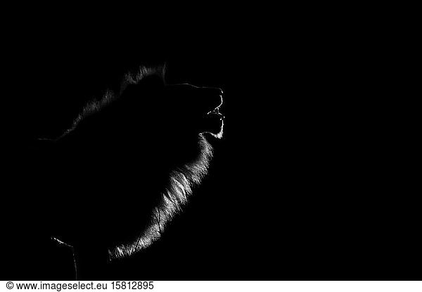 Das Seitenprofil eines Löwenmännchens  Panthera leo  nachts vom Scheinwerfer beleuchtet  Maul offen