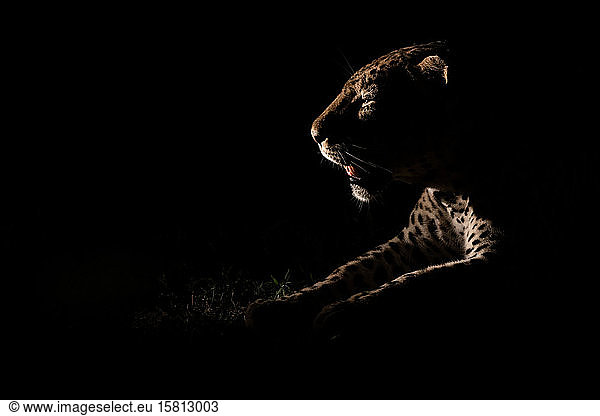 Das Seitenprofil eines Leopardenmännchens  Panthera pardus  nachts von einem Scheinwerfer beleuchtet  Maul offen