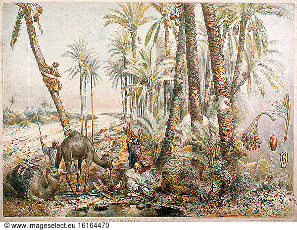 Date Palm / Colour lithograph / 1899