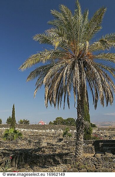 Date palm tree - Phoenix dactylifera and ruins of ancient Capernaum  Sea of Galilee region  Israel.