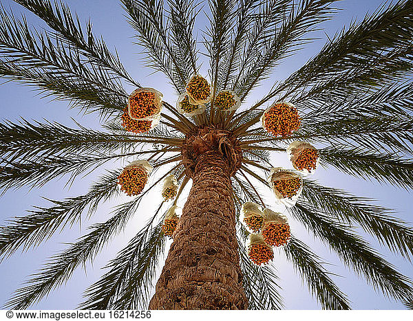 Date palm tree standing against sun