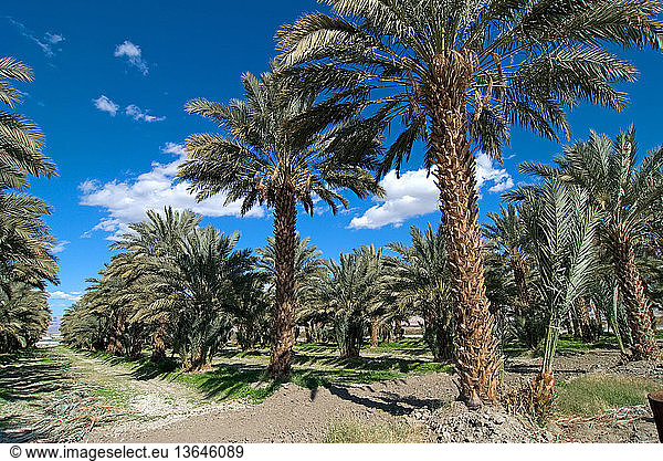 Date palms can reproduce through offshoot propagation. (See tree in foreground). The advantage of this method is that the offshoot plants are true to type to the parent palm. The offshoot plants will bear fruits 2-3 years earlier than seedlings. Date palm plantation in Indio  California.