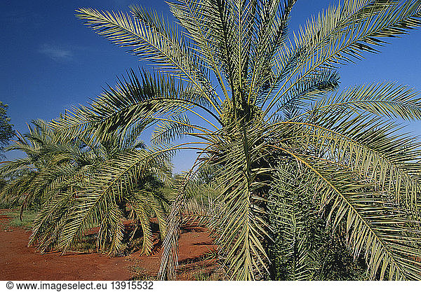 Date Palms in Australia