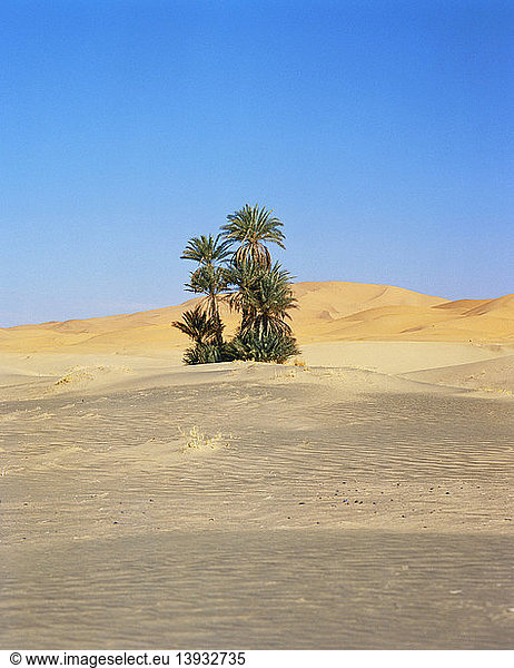 Date Palms in Morocco