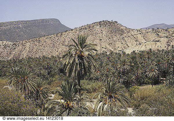 Date Palms in Morocco