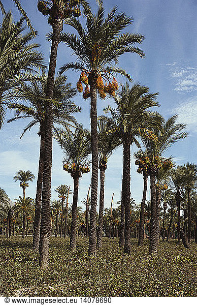 Date Palms in Spain