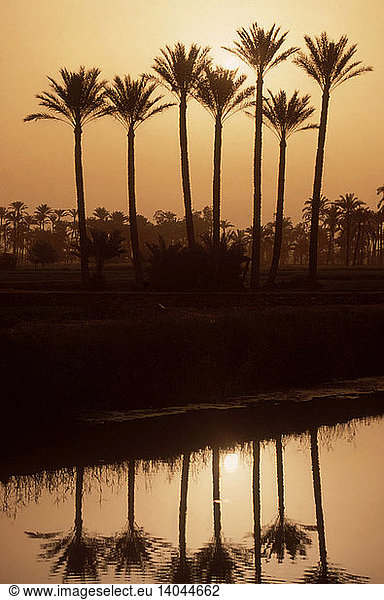 Date Palms on the Nile