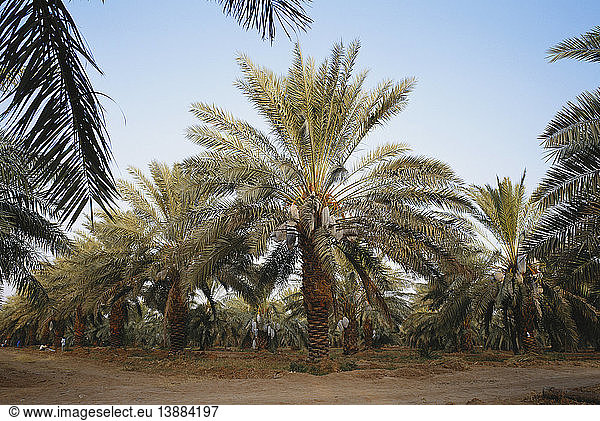 Date Palms  Saudi Arabia