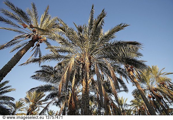 Date palms  Tunisia.
