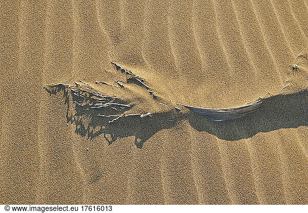 Date plant branch lying in the rippled sand; Catalonia  Spain