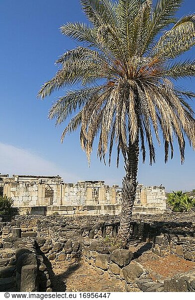 Dattelpalme - Phoenix dactylifera und alte Ruinen der Weißen Synagoge und des antiken Kapernaum  Region See Genezareth  Israel.