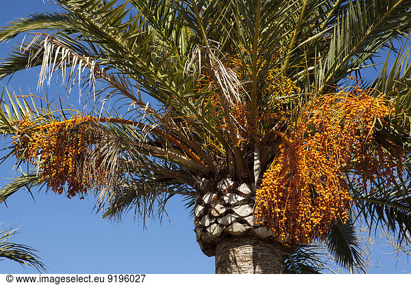 Dattelpalme (Phoenix sp.) mit Früchten  Mallorca  Balearen  Spanien