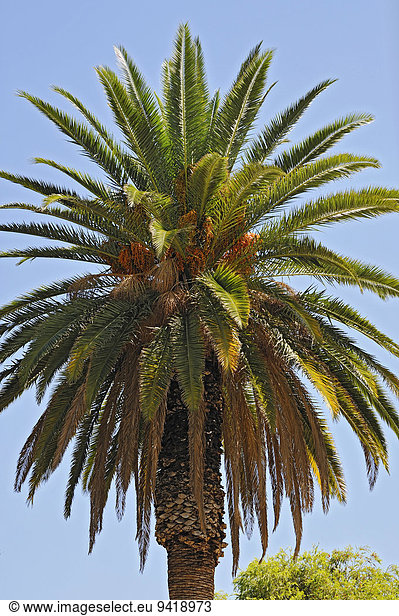 Dattelpalme (Phoenix) Windhuk Windhoek Namibia