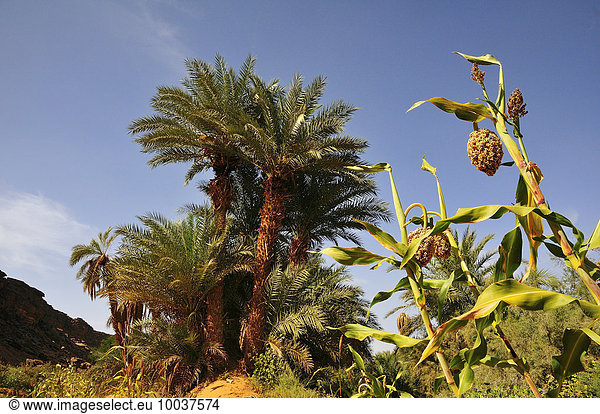 Dattelpalme und Sorghum Pflanze  Oase bei Ouadane  Region Adrar  Mauretanien  Afrika