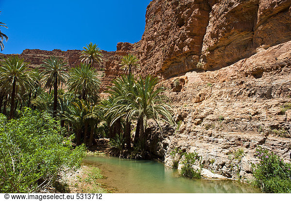 Dattelpalmen (Phoenix) an einem Fluss im Ait Mansour Tal  Antiatlas  Südmarokko  Marokko  Afrika