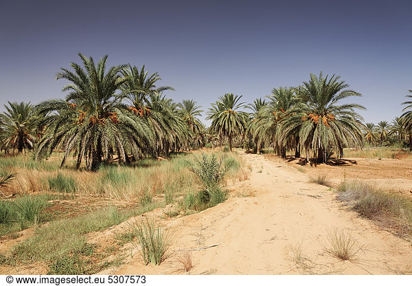 Dattelpalmen (Phoenix) in einer Oase bei Ksar Ghilane  Sahara  Tunesien  Maghreb  Nordafrika  Afrika