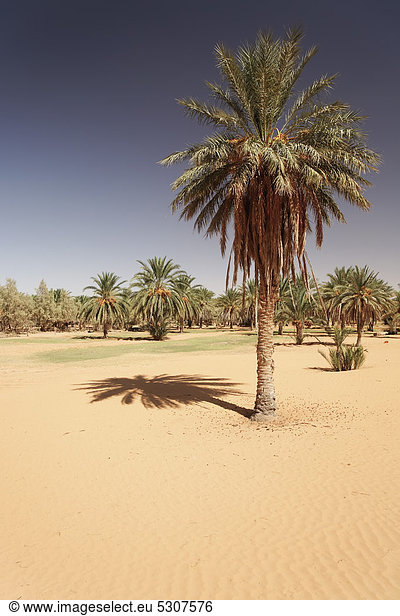 Dattelpalmen (Phoenix) in einer Oase bei Ksar Ghilane  Sahara  Tunesien  Maghreb  Nordafrika  Afrika