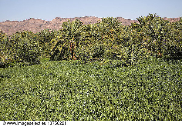 Dattelpalmen und Weizen auf fruchtbarem  vom Draa-Fluss bewässertem Land  Marokko  Nordafrika