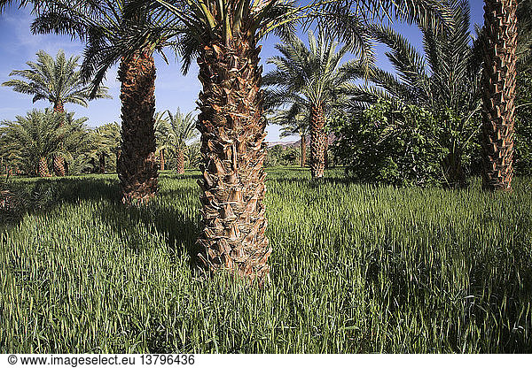 Dattelpalmen und Weizen auf fruchtbarem  vom Draa-Fluss bewässertem Land  Marokko  Nordafrika