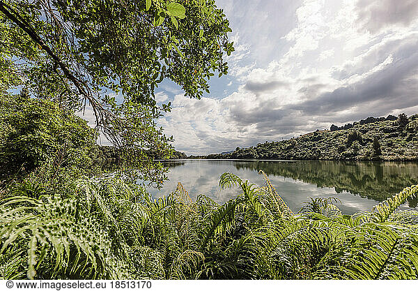 Daytime view of fern lined lake in New Zealand